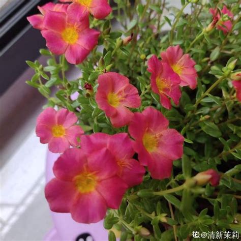 適合陽台的花|陽台必備10種花草 全年開花不間斷